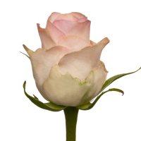 Roses, Senorita (choose 50 or 100 stems)
