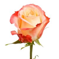Roses, Cabaret (choose 50 or 100 stems)