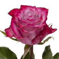 Roses, Deep Purple (choose 50 or 100 stems)