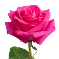 Roses, Pink Floyd (choose 50 or 100 stems)