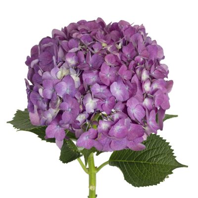 Member's Mark Hydrangeas (Choose from 4 varieties; 24 stems) - Sam's Club