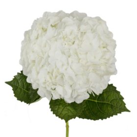 Member's Mark Premium Hydrangea, White 30 stems