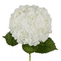Premium Hydrangea, White (30 stems)