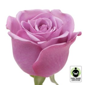 Member's Mark Fair Trade Roses, 75 Stems (Choose Color Variety)