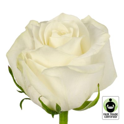 Garden Roses Growers Choice White 36 Stems Sam S Club