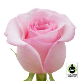 Member's Mark Fair Trade Roses (Choose color variety, 75 stems)