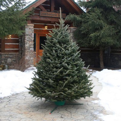 10 ft live 2024 christmas tree