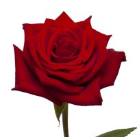 Roses, Scarlata (choose 50 or 100 stems)