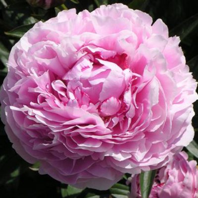 Sandra Bernhardt Peonies - 100 Stems - Sam's Club