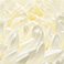 White, variant on Member's Mark Football Mums, Choose color and stem count