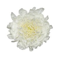 Cremons, White - Choose 40 or 80 Stems