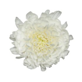 Cremons, White - Choose 40 or 80 Stems