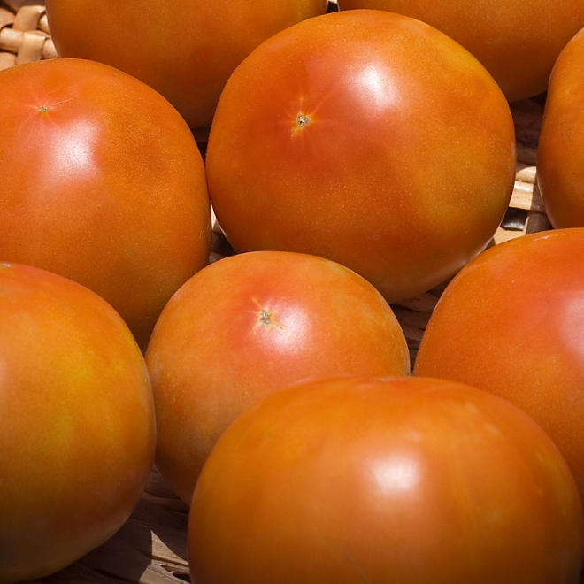Tomatoes - 25 lbs.