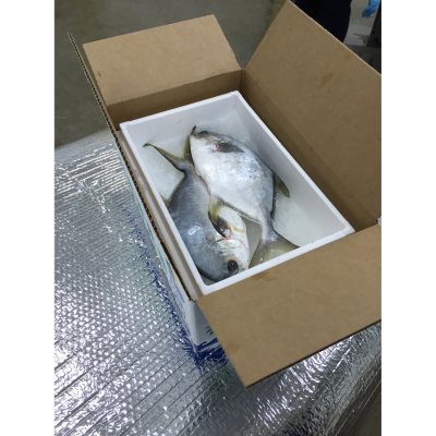 Prize pompano in Lemon Bay  Bob from Ohio with a good size