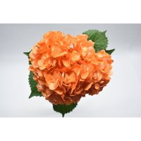 Painted Hydrangea, Orange (choose 24 or 50 stems)