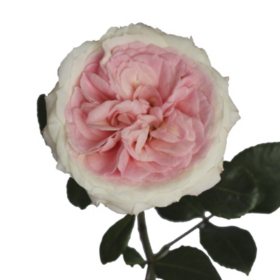 Member's Mark Garden Roses, 36 stems, Choose color variety