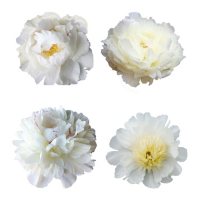Grower's Choice Petite Alaskan Peonies, White (Choose 25, 50 or 75 stems)