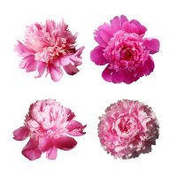 Grower's Choice Petite Alaskan Peonies, Pink (Choose 25, 50 or 75 stems)