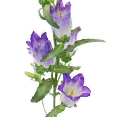 Campanula Flowers, Purple (60 stems) - Sam's Club