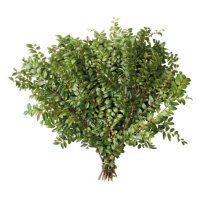 Green Huckleberry Evergreen Floral Filler (Choose 10 or 20 bunches)