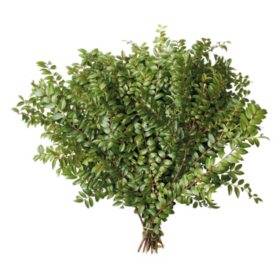 Green Huckleberry Evergreen Floral Filler (Choose 10 or 20 bunches)
