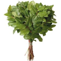 Salal Evergreen Floral Filler (Choose 10 or 20 bunches)