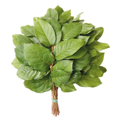 Member's Mark 20cm Salal Evergreen Floral Bouquet Tips (25 bunches):- 25 Bunches