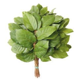 Salal Evergreen Floral Bouquet Tips (Choose 25 or 50 bunches)