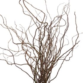 Curly Willow Branches (150 stems)