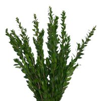 Myrtle Greenery (100 stems)