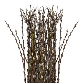 Pussy Willow (150 stems)