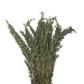 Rosemary (100 stems)