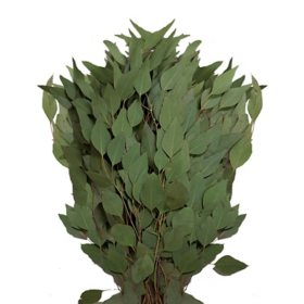 Member's Mark Diamond Silver Dollar Eucalyptus (40 stems)