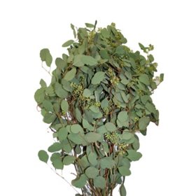 Member's Mark Seeded Eucalyptus Greenery 40 stems