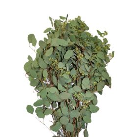 Member's Mark Seeded Eucalyptus Greenery (40 stems)