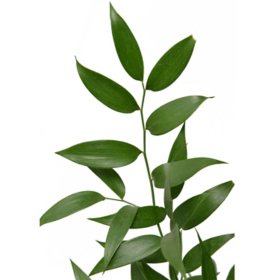 Member's Mark Italian Ruscus, Choose stem count