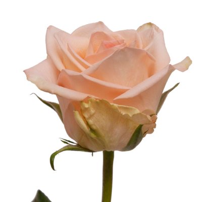 Tiffany rose pics