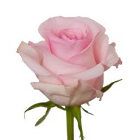 Roses, Nena (Choose 50 or 100 stems)