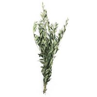 Fresh Olive Branches (200 Stems)