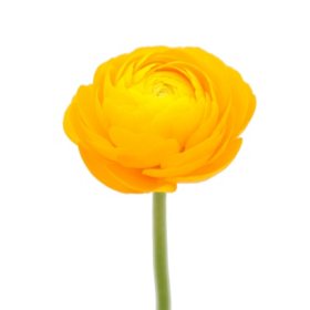 Ranunculus, Yellow (choose stem count)