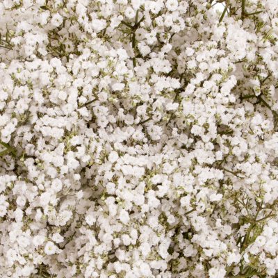 Gypsophila Baby S Breath Premium Million Star Choose 6 Or 10