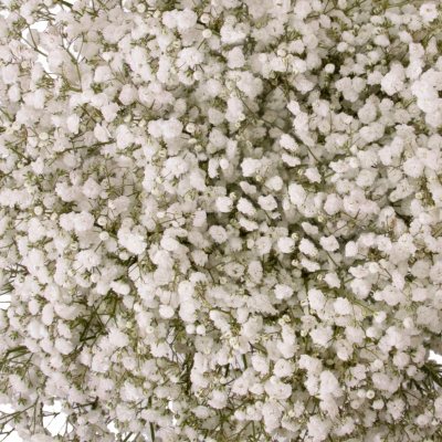 Gypsophila Baby S Breath Snowball 5 Or 10 Bunches Sam S Club