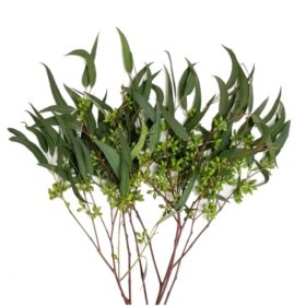 Eucalyptus Willow Seeded (40 stems)