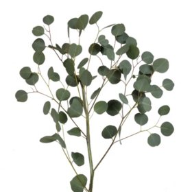 Member's Mark Silver Dollar Eucalyptus 40 stems