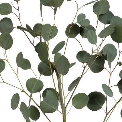 Bulk 21 Autumn Decor Artificial Eucalyptus Stems and Fake Babys