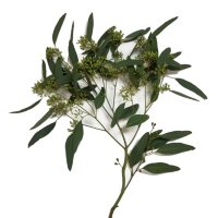 Cupped Seeded Eucalyptus (40 stems)