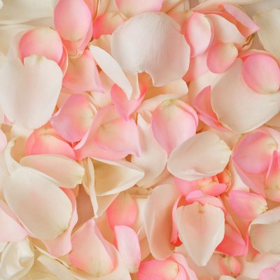 peach flower petals