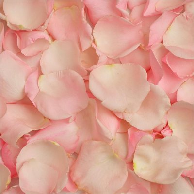 Rose Petals Hot Pink - White