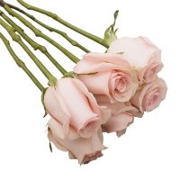 Do-It-Yourself Wired Roses, Pink (50 or 100 stems)