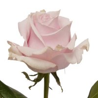Roses, Pink Mondial (50 or 100 stems)